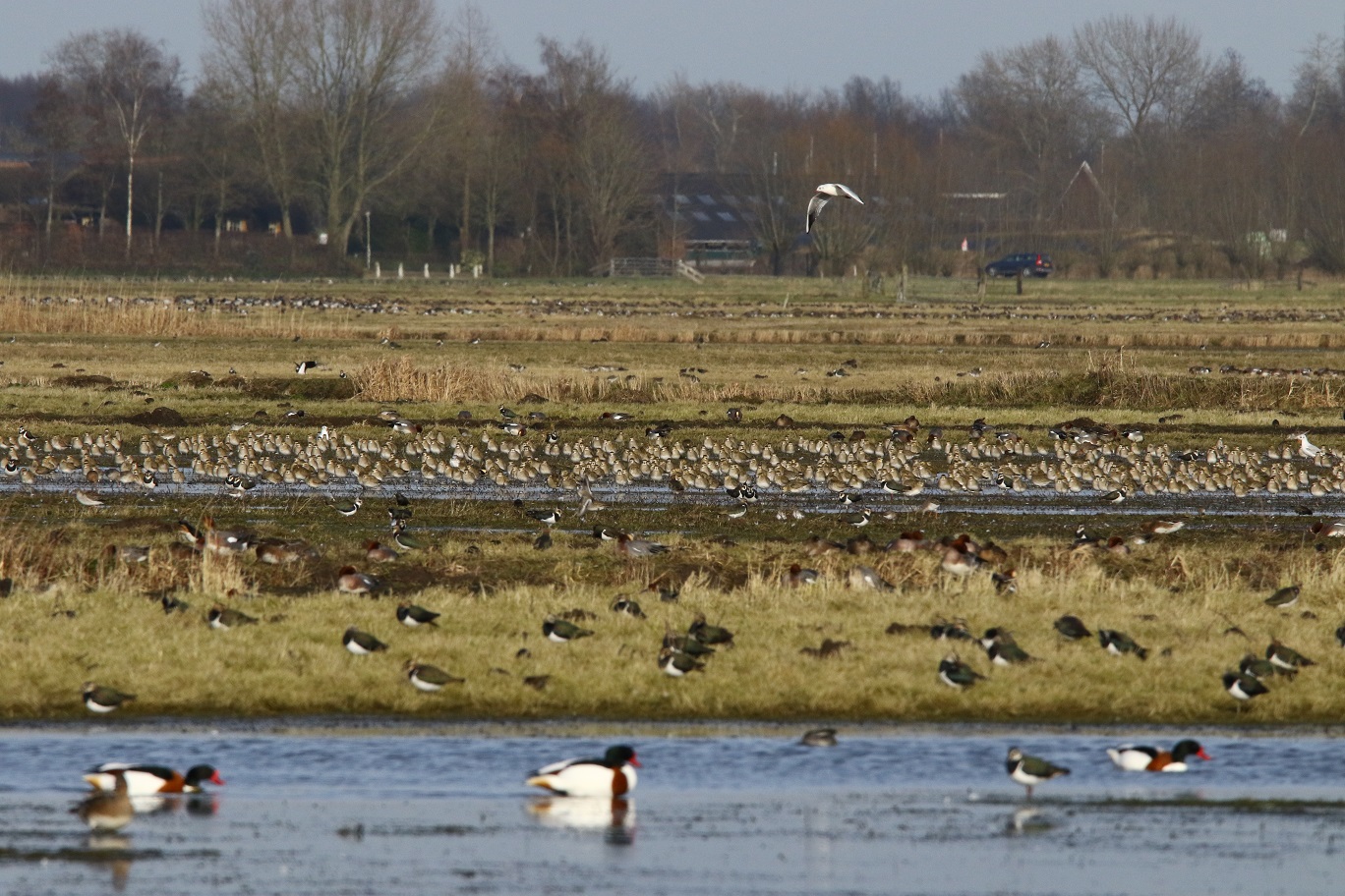Welke vogels zijn dit?